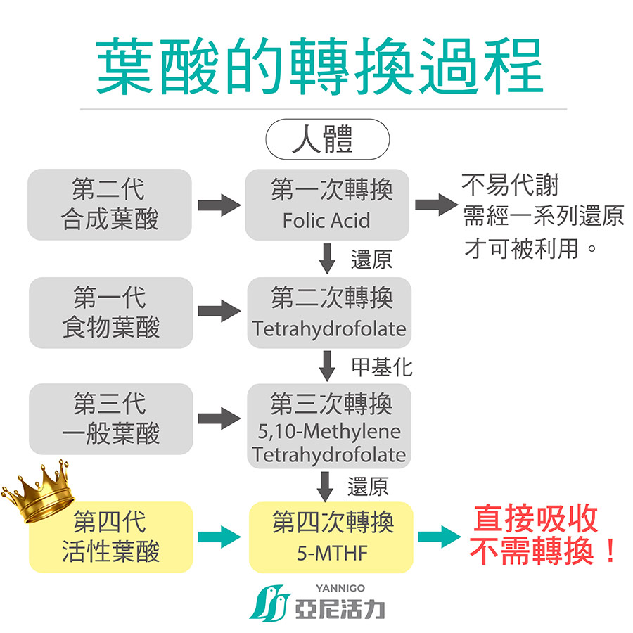 四代葉酸型態的轉換過程